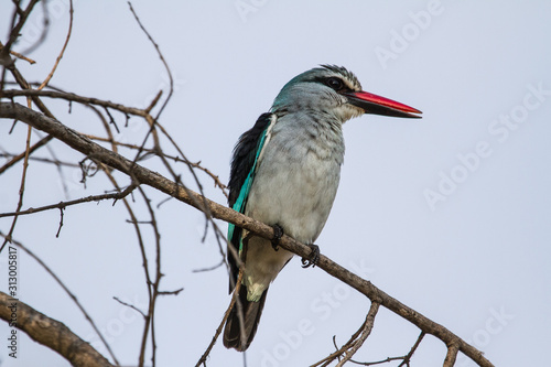 Mangrove Kingfisher sitting on a powerline