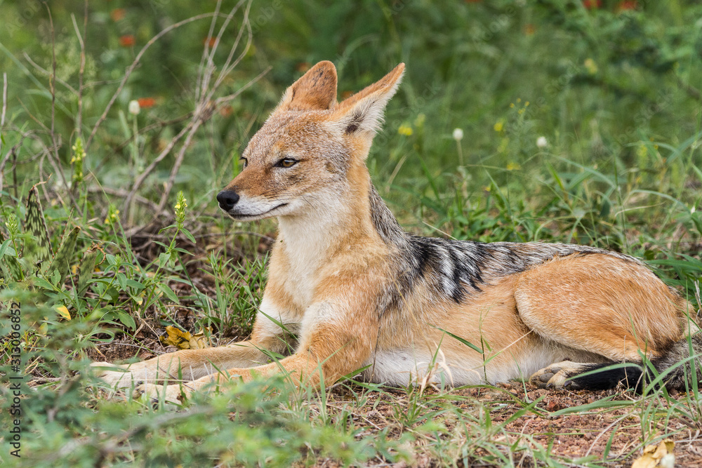 Black-Backed Jackal relaxing in the sun Black-Backed Jackal relaxing in the sun