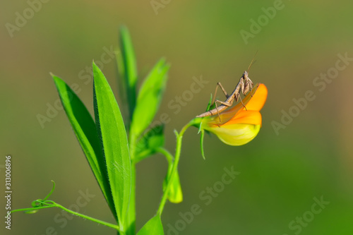 Wallpaper Mural Close up of pair of Beautiful European mantis ( Mantis religiosa ) Torontodigital.ca