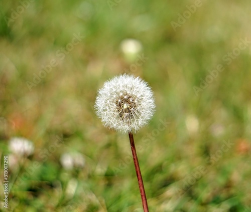 Dandelion in the grass