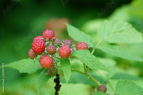 Raspberries on raspberry bush