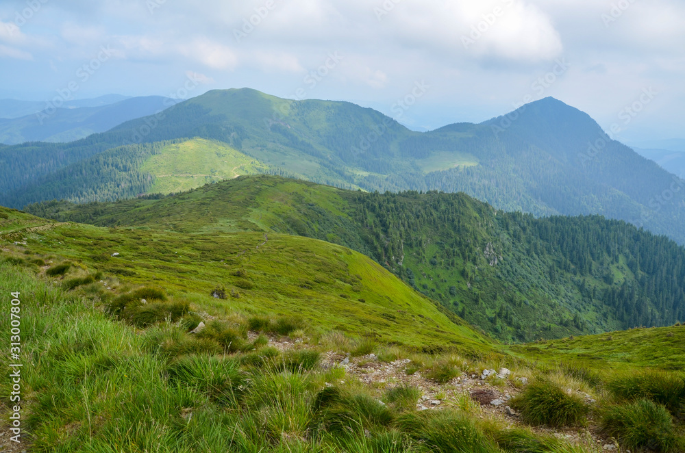 Hiking trail leads along the green alpine meadows to the top at cloudy morning. Marmarosy region, Carpathian Mountains, Ukraine