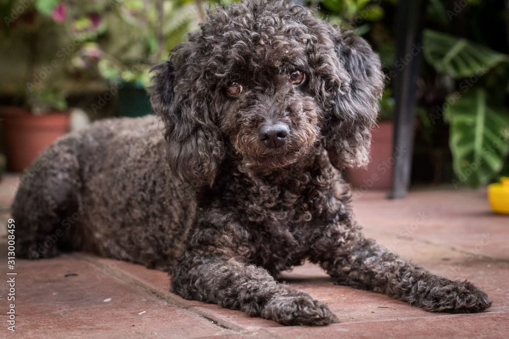 Perra caniche toy mira a camara con sus orejas grandes sentado en el piso Perra caniche toy mira a camara con sus orejas grandes sentado en el piso
