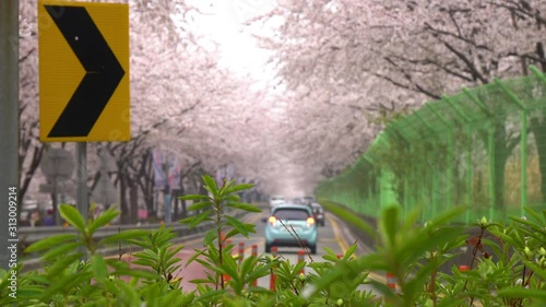 Jinhae Cherry Blossom Festival,Busan,South Korea photo