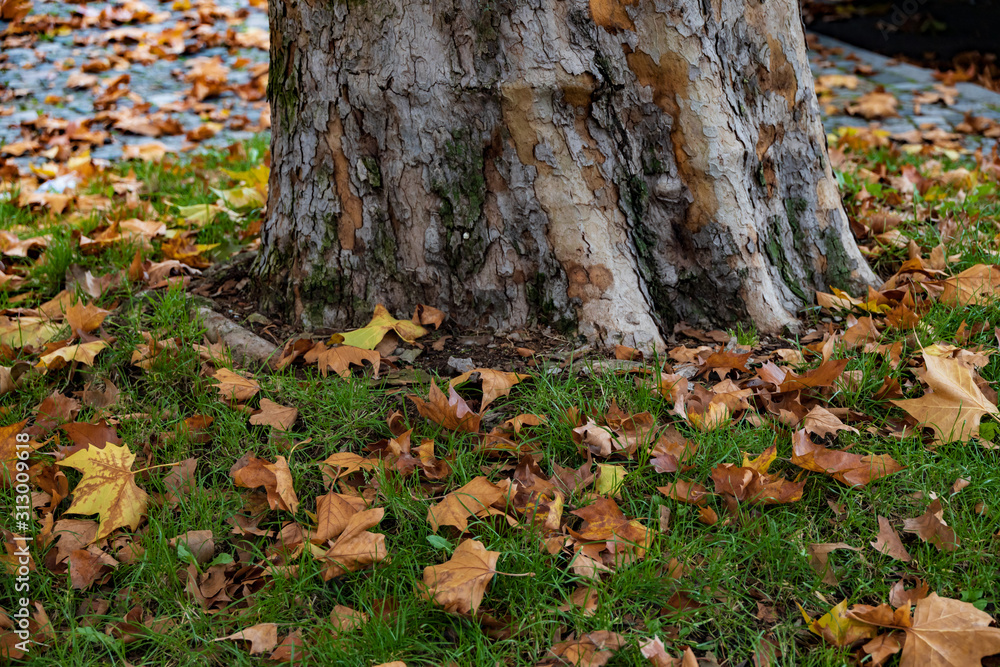 Fallen leaves next to tree trunk