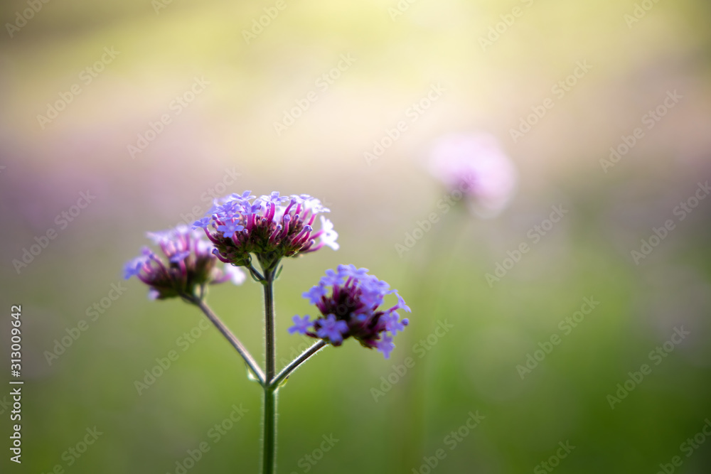 Fototapeta premium The background image of the colorful flowers