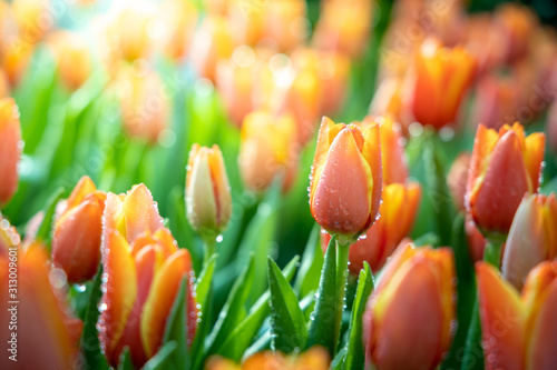 piekny-bukiet-tulipanow-w-charakterze-tla