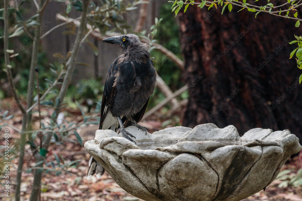 Fototapeta premium Fire-injured Pied Currawong at a bird bath