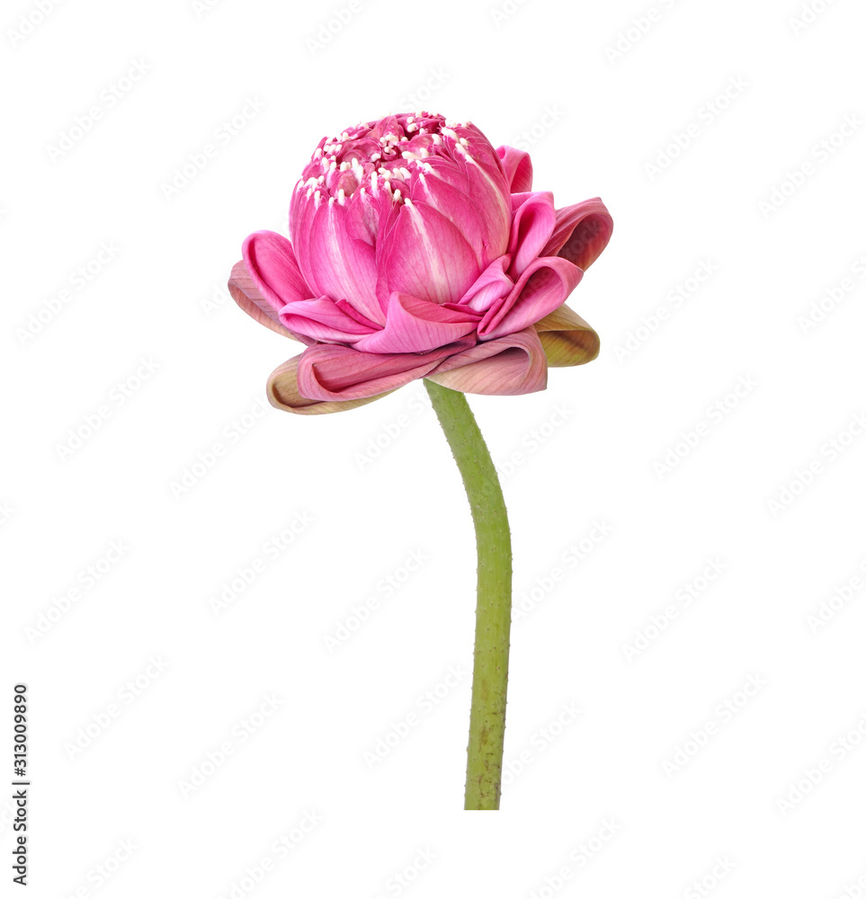 Lotus : Thai style folded pink lotus flower isolated on white background. Lotus : Thai style folded pink lotus flower isolated on white background.