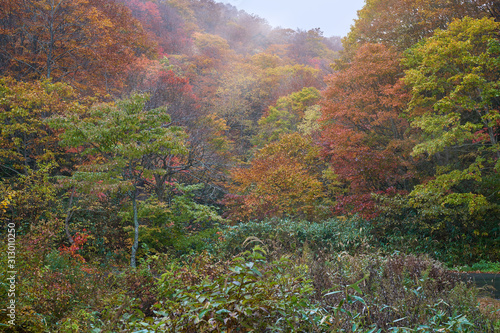 colorful of forest in fukushima with autumn season