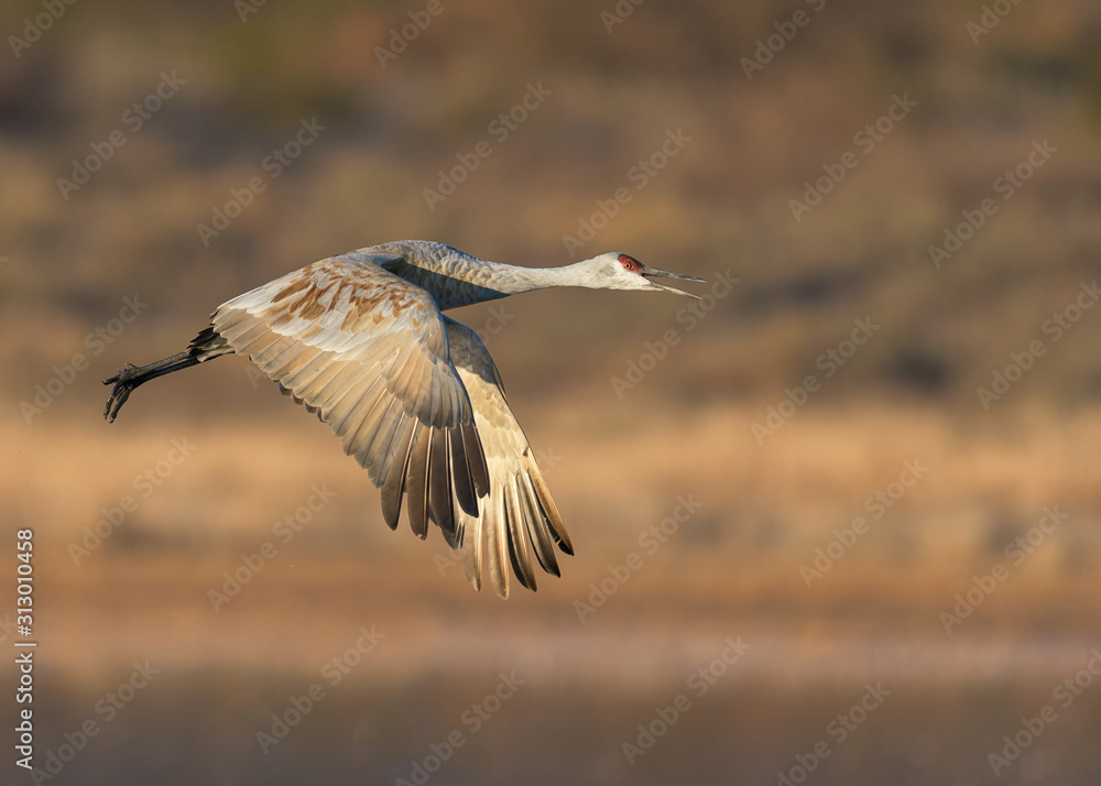 Sandhill crane in flight at Bosque del Apache National Wildlife Refuge in New Mexico Sandhill crane in flight at Bosque del Apache National Wildlife Refuge in New Mexico