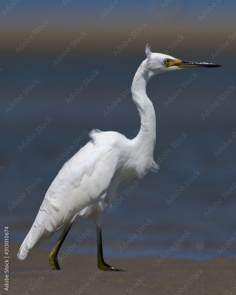 Portrait of a Snowy Egret Walking On a Cape Cod Tidal Flat On a Windy Day Portrait of a Snowy Egret Walking On a Cape Cod Tidal Flat On a Windy Day