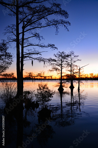 Cypress trees are silhouetted against the first glow of morning in North Carolina.