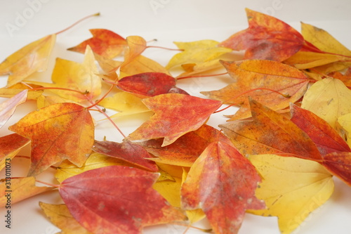 紅葉 かえで 落ち葉 葉 赤色 黄色 接写 マクロ 白バック 白背景 たくさん 一面 Foto De Stock Adobe Stock
