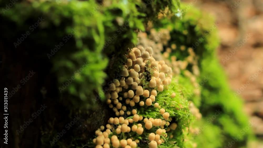 mushrooms in the forest mushrooms in the forest