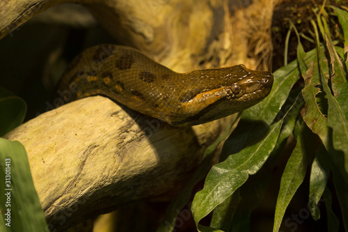 Fotografie The Green anaconda (Eunectes murinus).