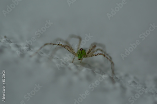 Green Spider on wall
