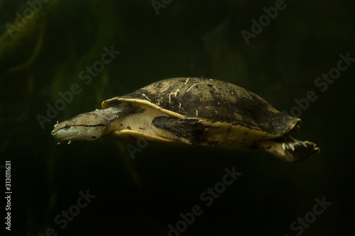 Hilaire’s toadhead turtle or Hilaire’s side-necked turtle (Phrynops hilarii).