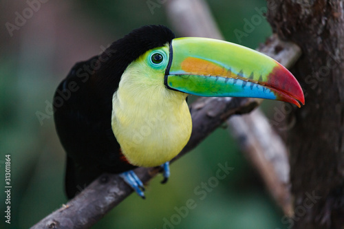 Keel-billed Toucan in a Costa Rica Tropical Rainforest. Also Known as the Rainbow Toucan