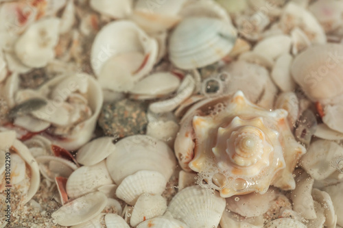 seashells spiral on sand 