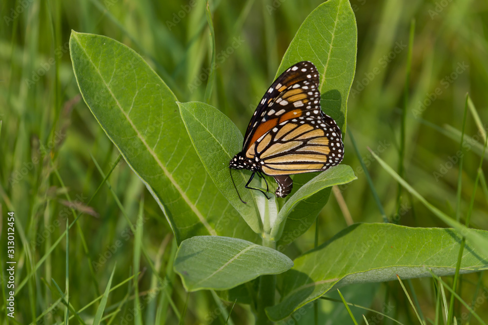 Monarch Butterfly laying eggs on common milkweed Monarch Butterfly laying eggs on common milkweed