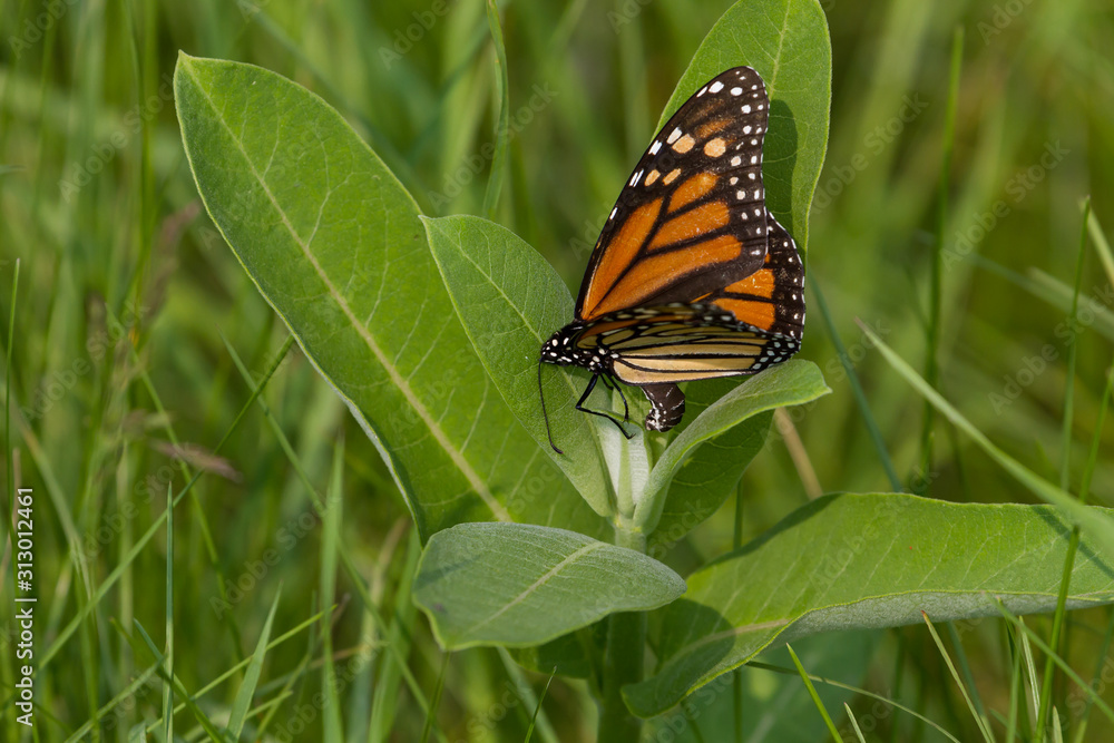 Fototapeta premium Monarch Butterfly laying eggs on common milkweed