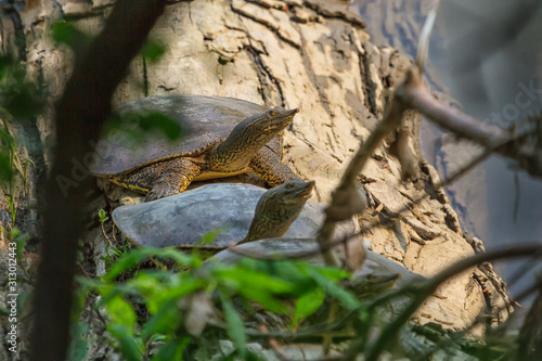 Spiny Softshell Turtle Basking on a log. 