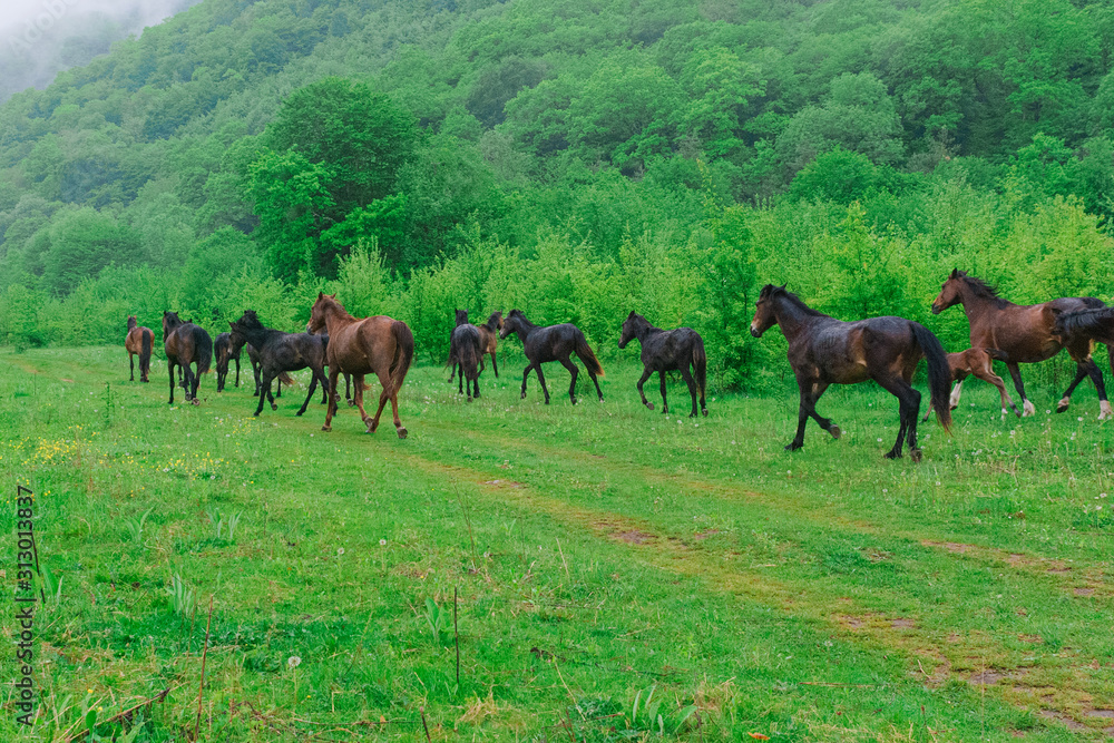 herd of horses grazing on a green meadow in the Caucasus mountains