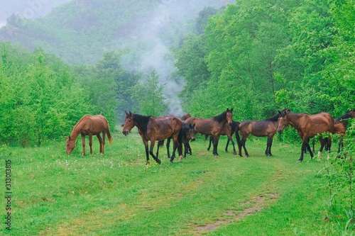 herd of horses grazing on a green meadow in the Caucasus mountains