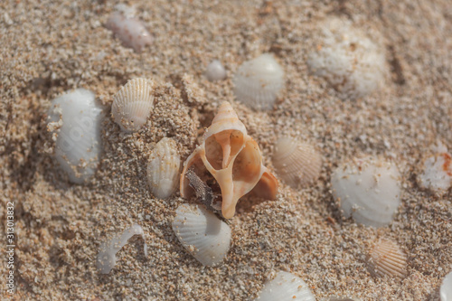 pinky broken seashell on sand 