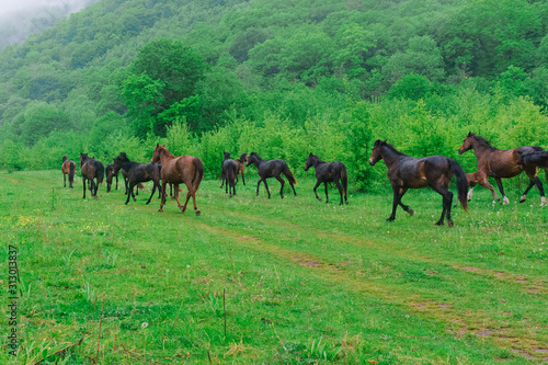 herd of horses grazing on a green meadow in the Caucasus mountains © ruslankirsanov