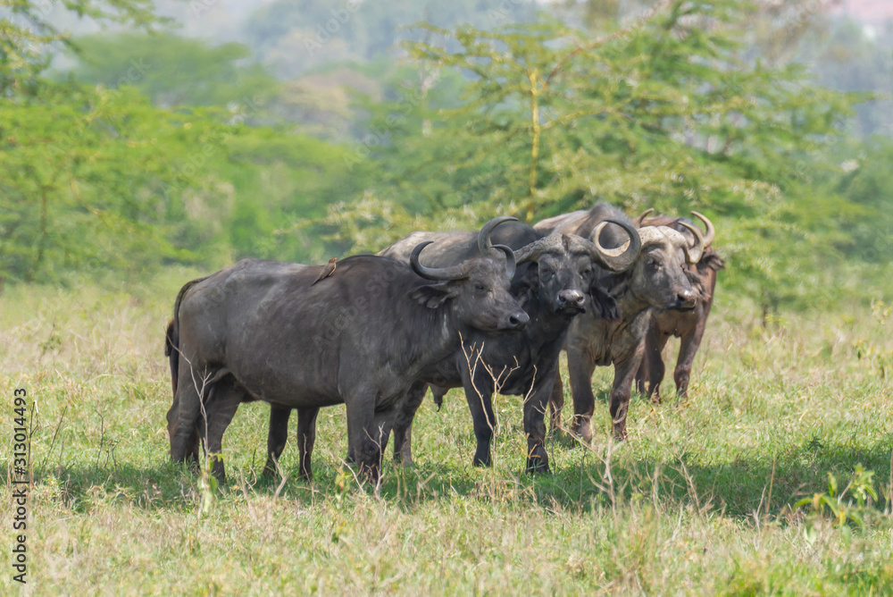 Herd of cap buffalo standing in the wilderness in Kenya Herd of cap buffalo standing in the wilderness in Kenya