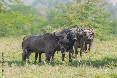 Herd of cap buffalo standing in the wilderness in Kenya