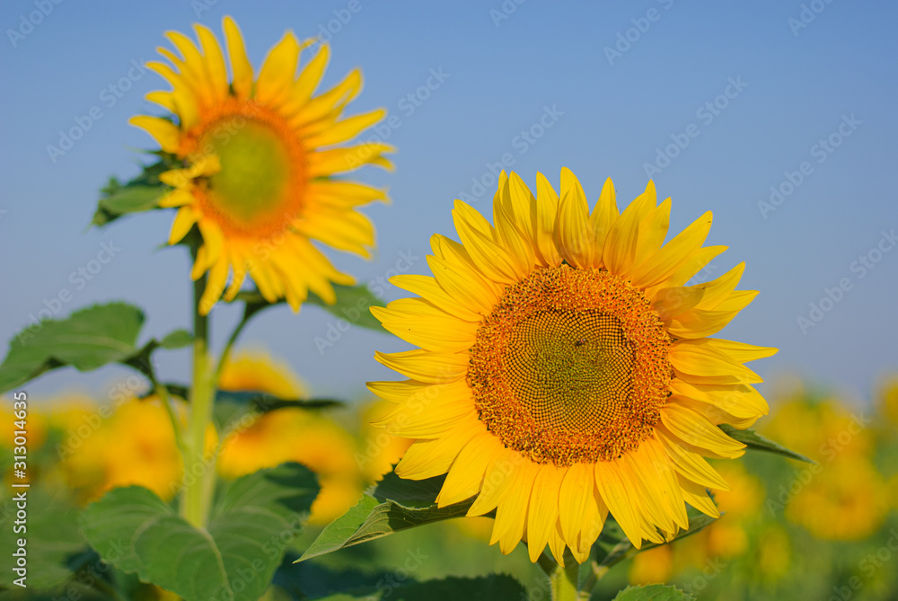 yellow sunflowers in a field in summer against a blue sky. focus on sunflower yellow sunflowers in a field in summer against a blue sky. focus on sunflower