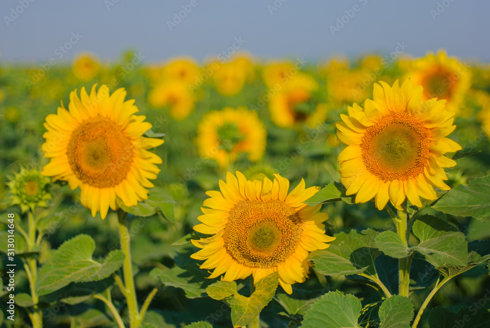 Fototapeta premium yellow sunflowers in a field in summer against a blue sky. focus on sunflower