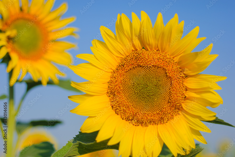 yellow sunflowers in a field in summer against a blue sky. focus on sunflower