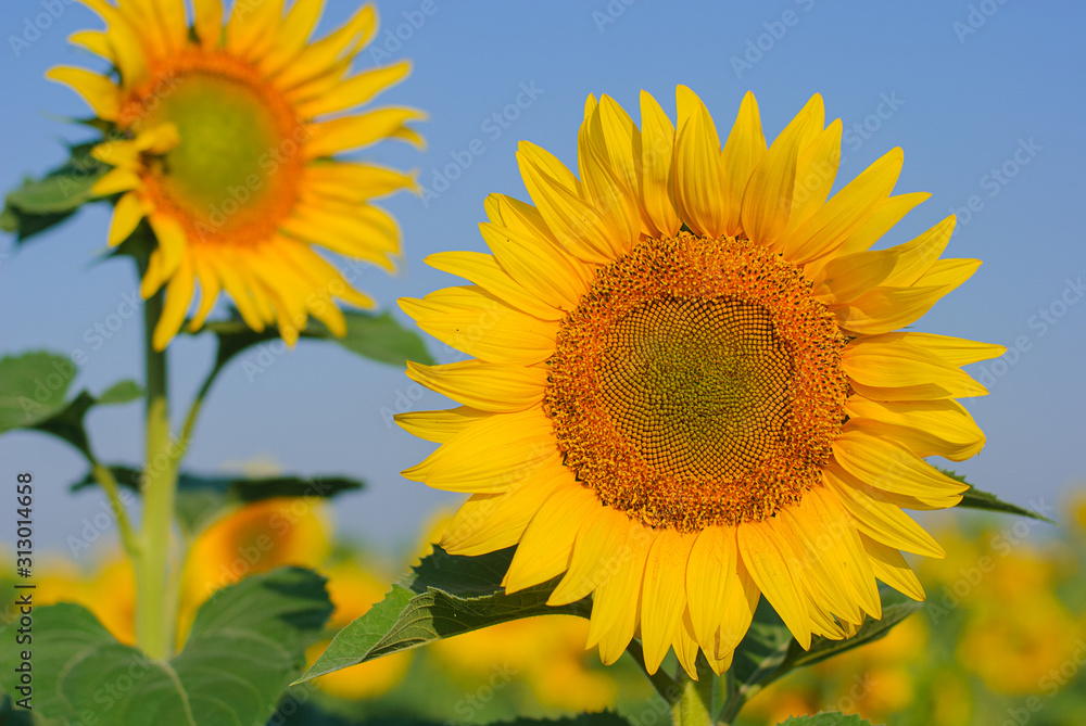 yellow sunflowers in a field in summer against a blue sky. focus on sunflower