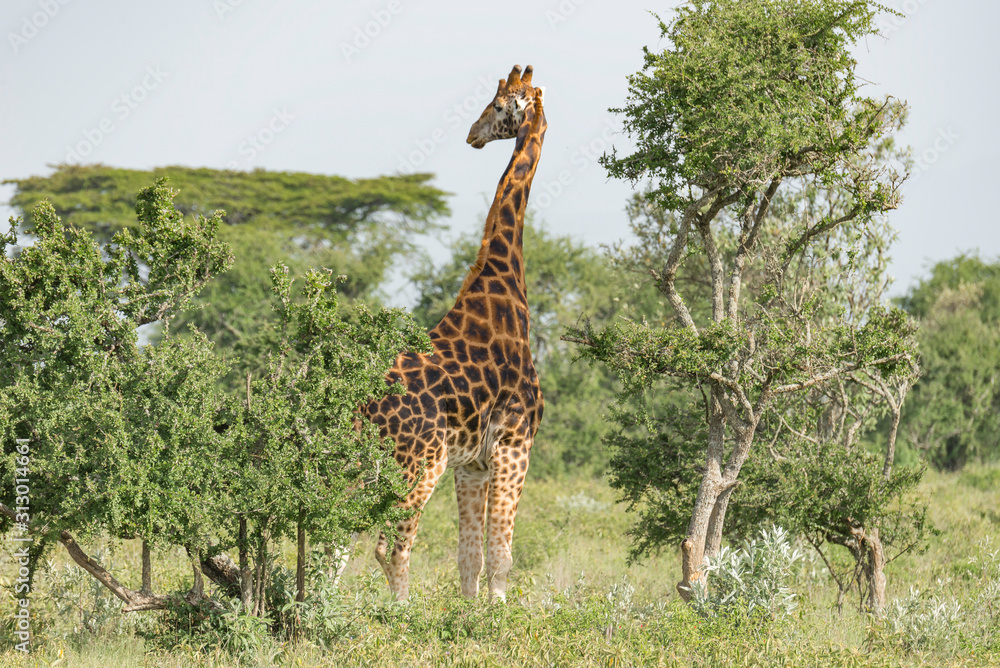 Giraffe standing among the trees in Africa Giraffe standing among the trees in Africa