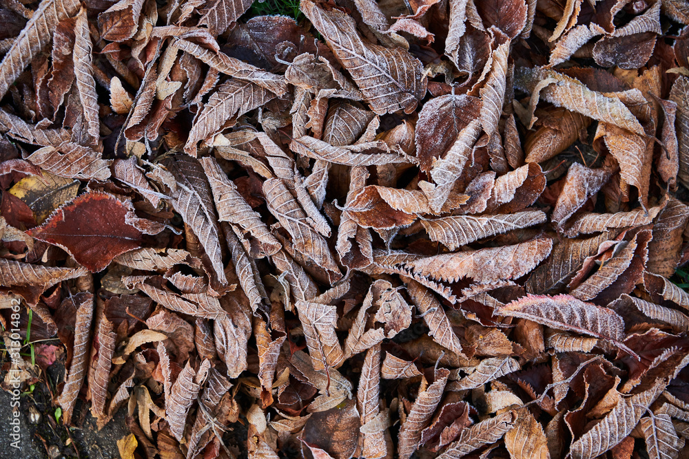 many frosty autumn leafs on the ground many frosty autumn leafs on the ground