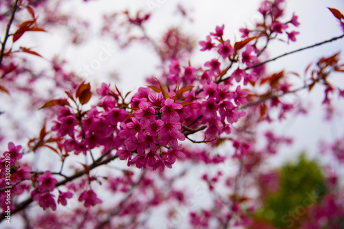 cherry blossom © VIEWFOTO STUDIO