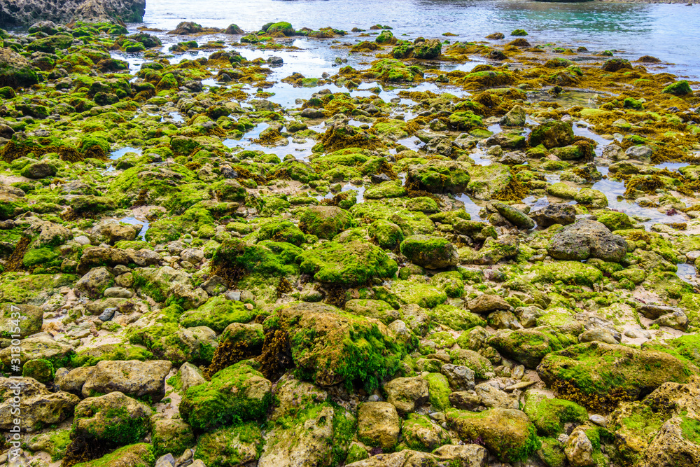 Mossy coral rock by the beach