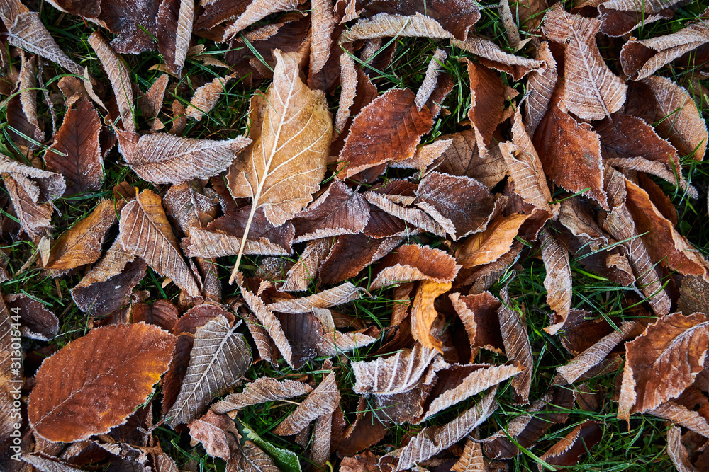 many frosty autumn leafs on the ground