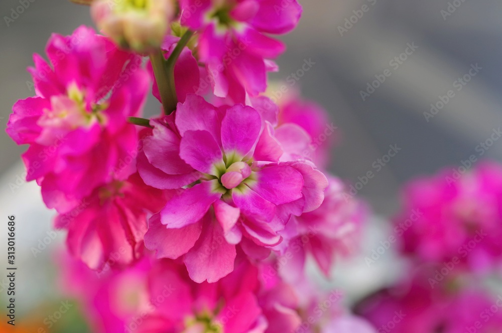 花壇に咲いているストックの花 花壇に咲いているストックの花