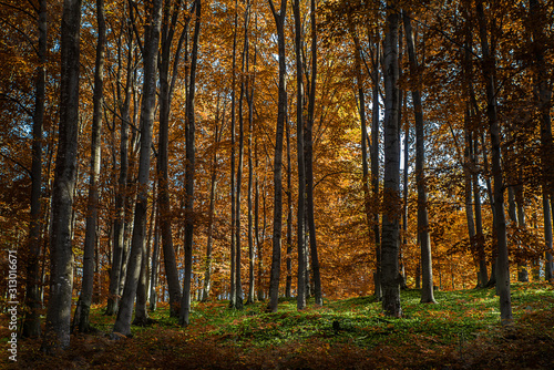 Oak forest © Baronb