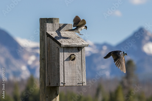 Nesting Tree Swallows