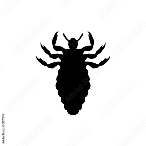 Louse insect draw
