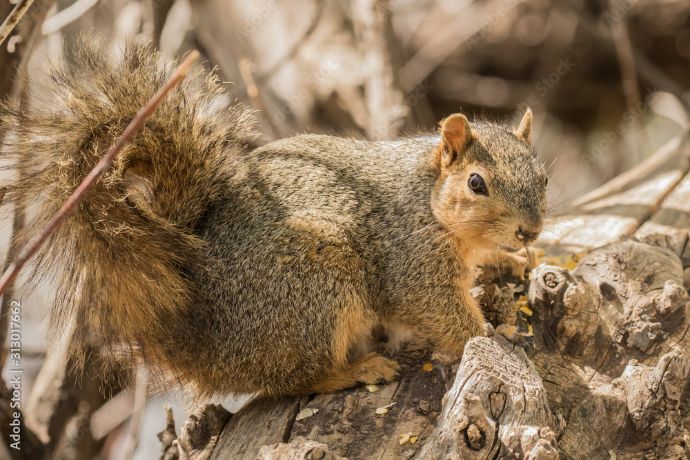 Fox Squirrel