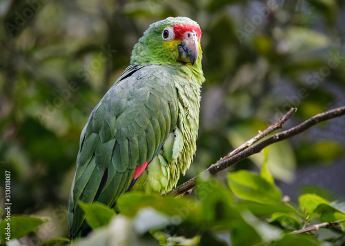 Red-Lored Amazon Parrot in a Costa Rica Tropical Rainforest. Also Known as the Rainbow Toucan