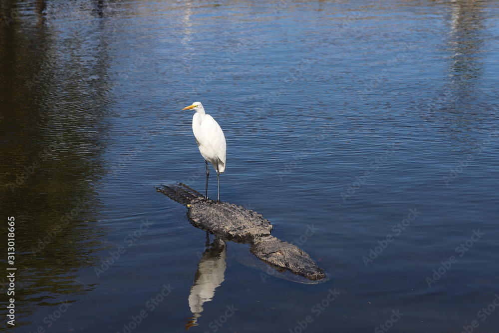 White egret hitching ride on back of crocodile White egret hitching ride on back of crocodile