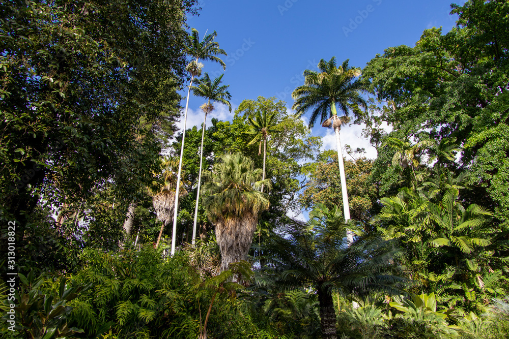 Naklejka premium tropical path